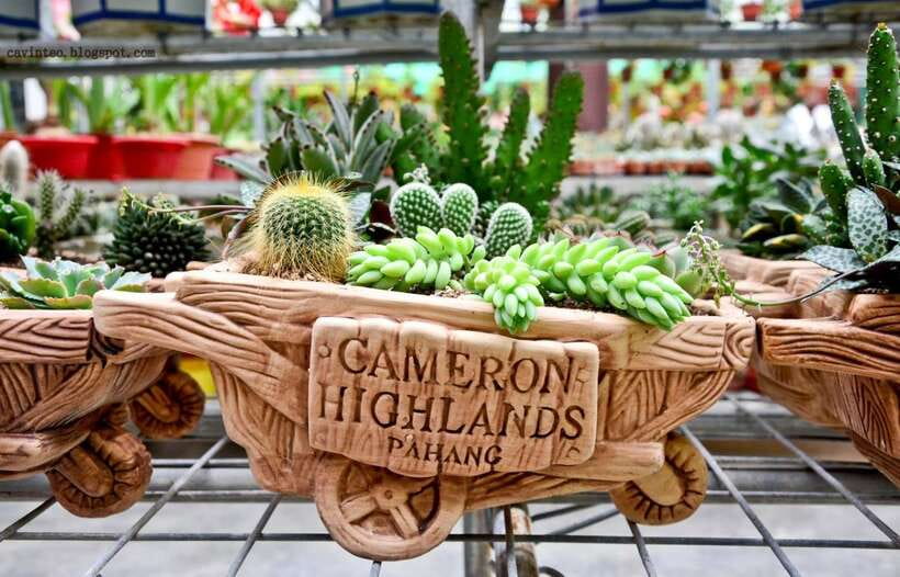From Kuala Lumpur: Cameron Highlands Full-Day Tour - Bharat Tea Fields: Make This Your Priority Stop