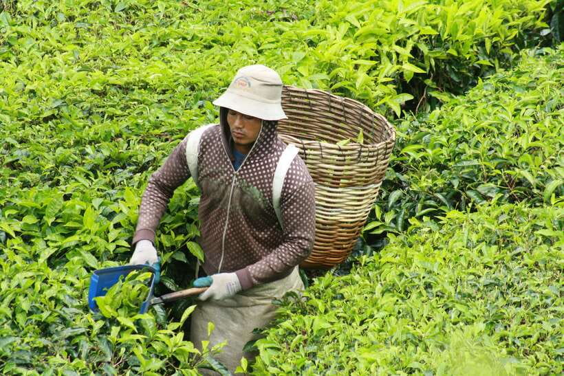 From Kuala Lumpur: Cameron Highlands Full-Day Tour - Kea Farm and the Other Growing Stops