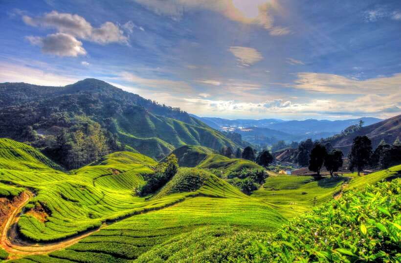 From Kuala Lumpur: Cameron Highlands Full-Day Tour - Lata Iskandar’s Rainforest Waterfall
