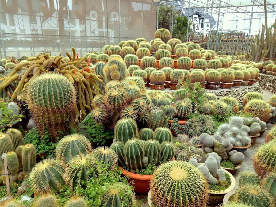 From Kuala Lumpur: Cameron Highlands Private or Join In Tour - Flora Park’s flower-filled views