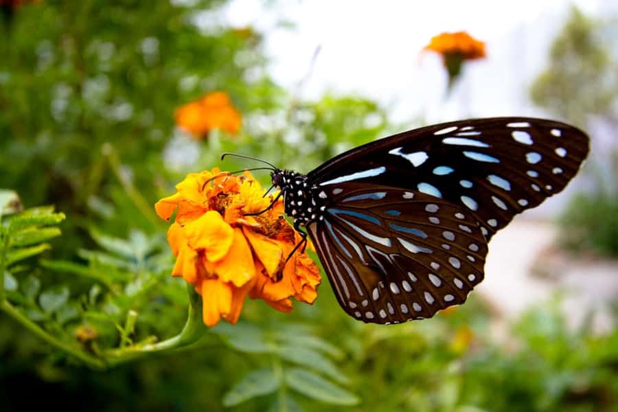 From Kuala Lumpur: Cameron Highlands Private or Join In Tour - Who should book this Cameron Highlands tour