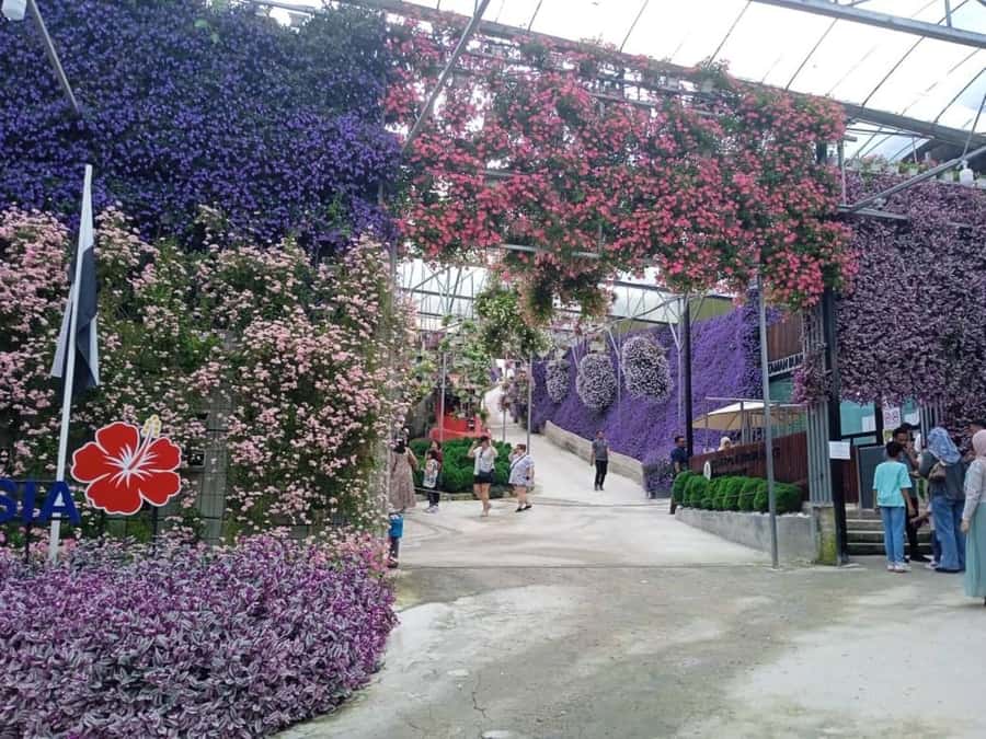 From Kuala Lumpur: Cameron Highlands Private or Join In Tour - Tea at Cameron Valley
