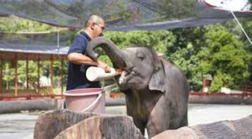 From Kuala Lumpur: Elephant Sanctuary Guided Tour - Should you book the Kuala Gandah tour?