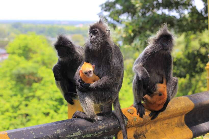 From Kuala Lumpur: Fireflies Tour and Seafood Dinner - From Kuala Lumpur to the Selangor River