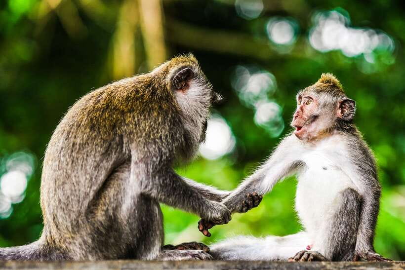 From Kuala Lumpur: Full-Day Taman Negara National Park - Walking in Taman Negara’s rainforest