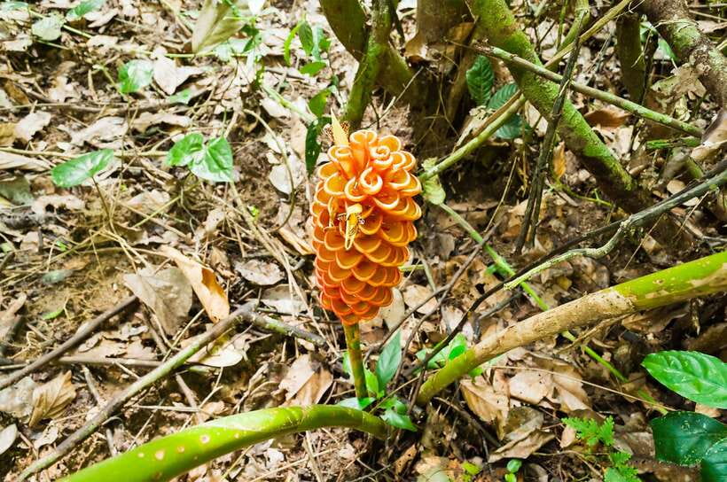 From Kuala Lumpur: Full-Day Taman Negara National Park - Taking a boat, then trying rapid shooting