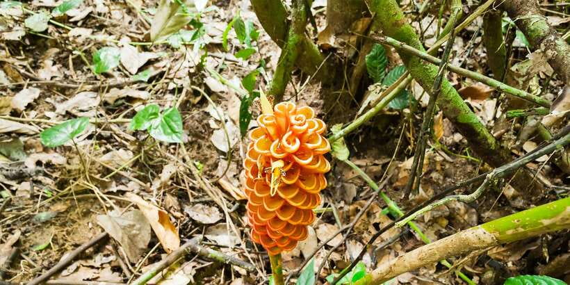 From Kuala Lumpur: Full-Day Taman Negara National Park - What $173 buys, and what it does not