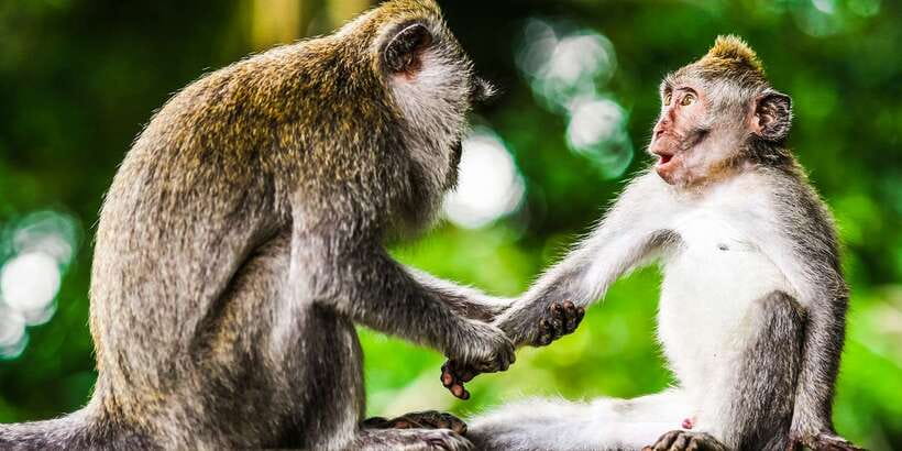 From Kuala Lumpur: Full-Day Taman Negara National Park - Who will enjoy this day most