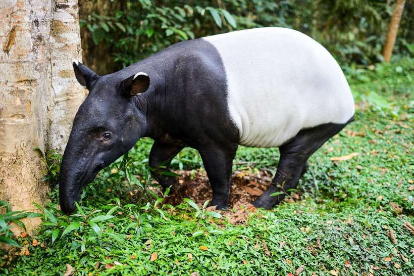 From Kuala Lumpur: Full-Day Taman Negara National Park - FAQ