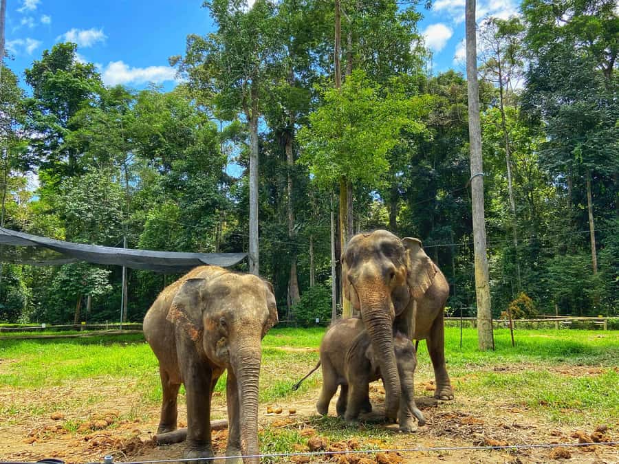 From Kuala Lumpur: Kuala Gandah Elephant Sanctuary Day Trip - Kuala Gandah: conservation work at the centre