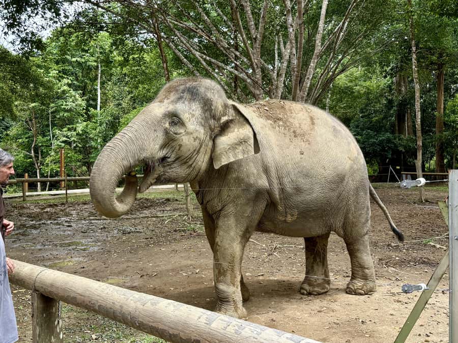 From Kuala Lumpur: Kuala Gandah Elephant Sanctuary Day Trip - The lunch stop and ride back