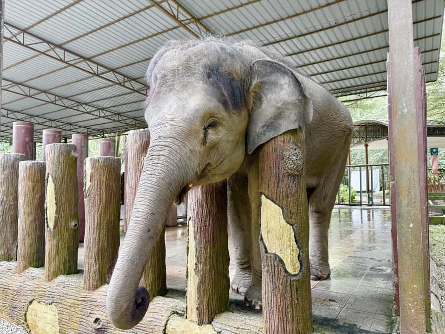 From Kuala Lumpur: Kuala Gandah Elephant Sanctuary Day Trip - Is this Kuala Gandah day trip worth booking?