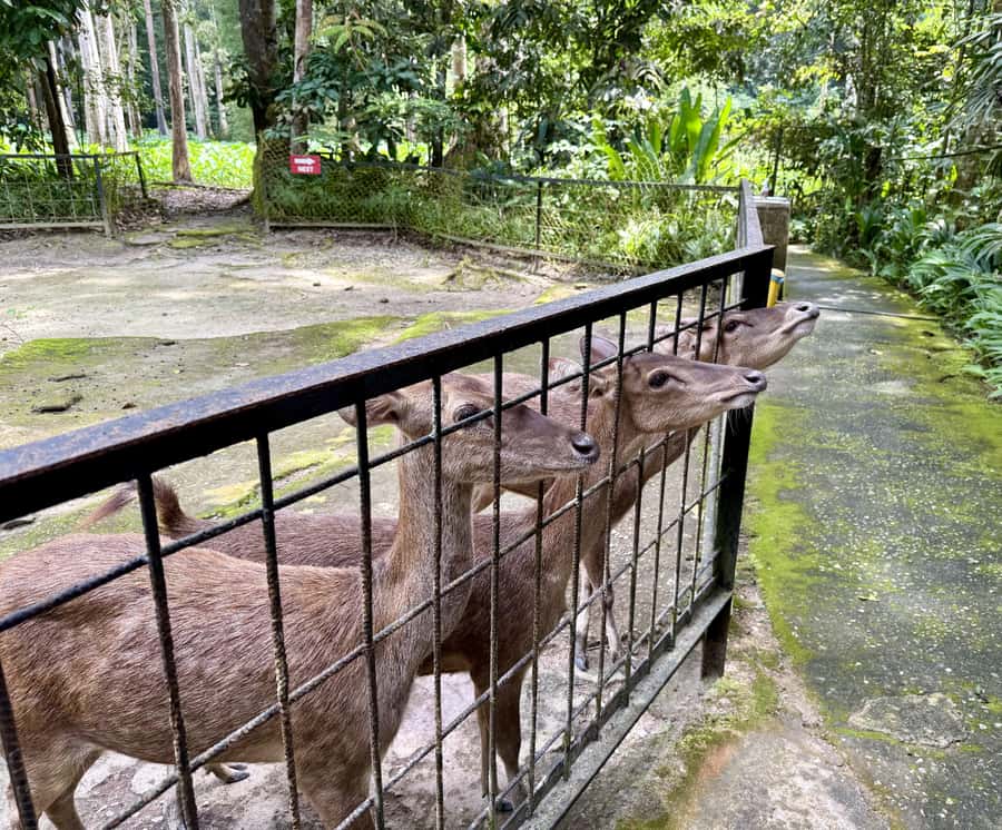From Kuala Lumpur: Kuala Gandah Elephant Sanctuary Day Trip - Deerland Park: close encounters with smaller animals