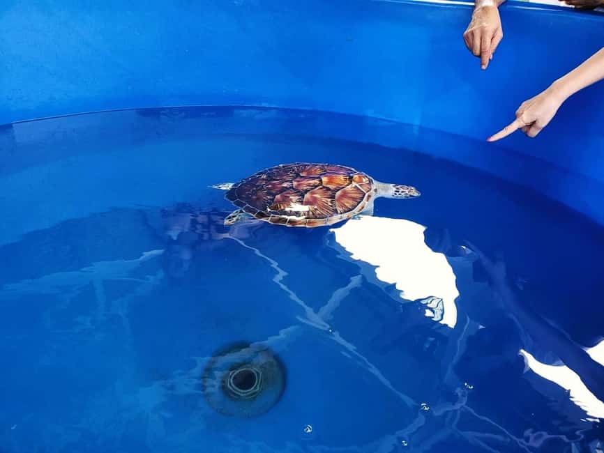 From Kuala Lumpur: Port Dickson Tour with Dragon Cruise - Army Museum: tanks, tunnels, and closure risk