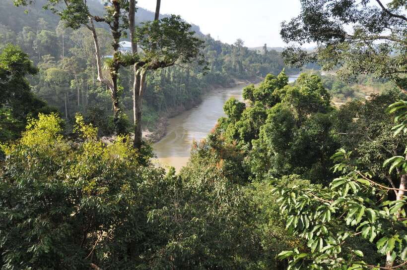 From Kuala Lumpur: Taman Negara National Park Trek Day Tour - Meeting your guide and reading the forest