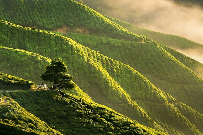 Full-day Cameron Highlands Day Trip from Kuala Lumpur - Batu Caves and 272 steps