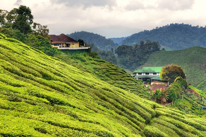 Full-day Cameron Highlands Day Trip from Kuala Lumpur - Cameron Valley: the highland tea stop