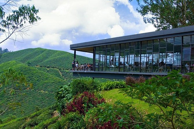 Full Day Cameron Highlands Nature Tour - Tea fields at Cameron Bharat Tea Estate