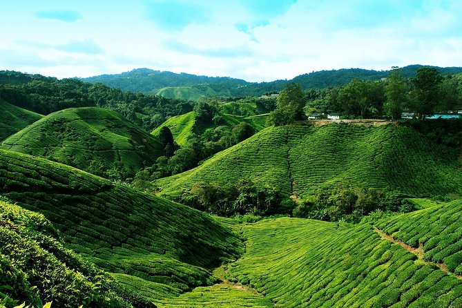 Full Day Cameron Highlands Nature Tour - What to bring and who should book