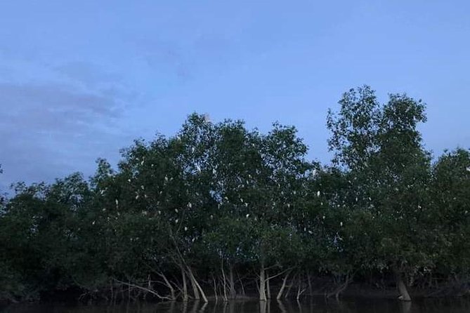 Glowing Kuala Selangor Firefly Tour - Blue tears: An optional extra with mixed appeal
