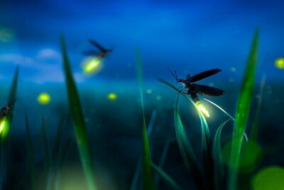 Group Tour: Kuala Selangor Firefly Blinking’s including Dinner