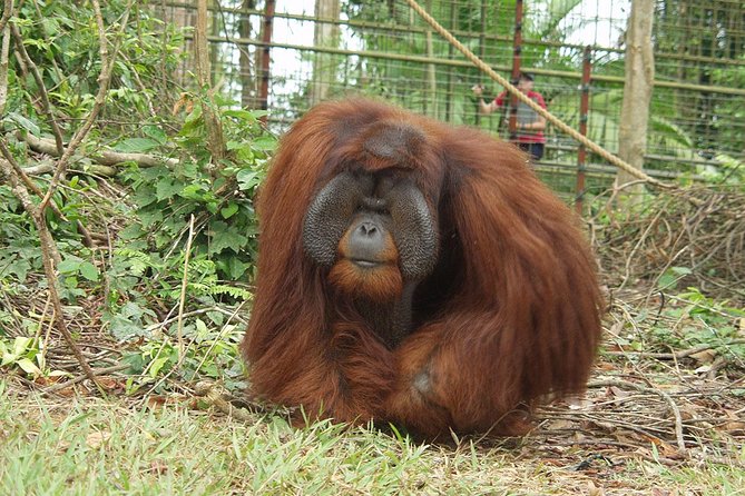 Ipoh Heritage & Orang Utan Island Day Tour from Kuala Lumpur - Who will get the most from this day