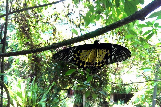 KL Butterfly Park Admission with Kuala Lumpur Famous Landmarks - Inside Kuala Lumpur Butterfly Park