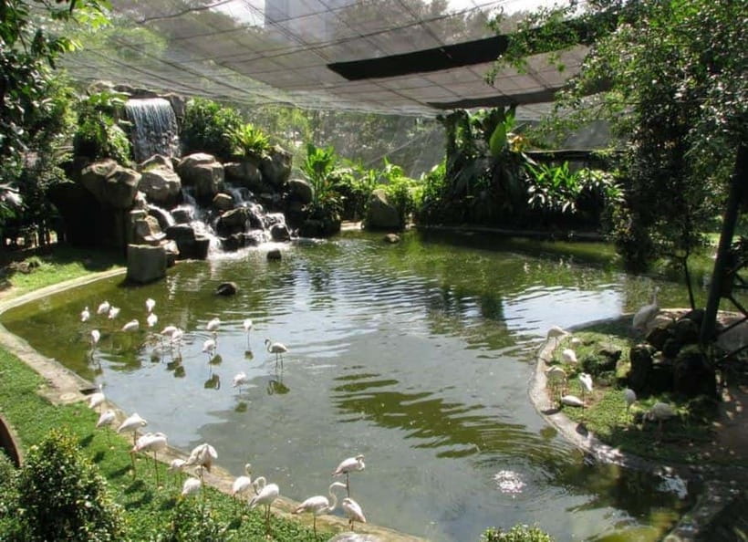 Kuala Lumpur: Bird Park, Butterfly & Garden Private Tour - A four-hour escape into Kuala Lumpur’s gardens