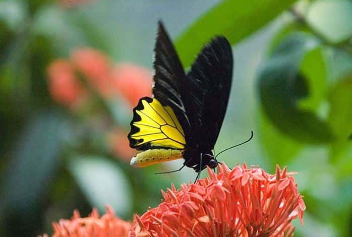 Kuala Lumpur: Bird Park, Butterfly & Garden Private Tour - Butterfly Park, from fluttering wings to cocoons