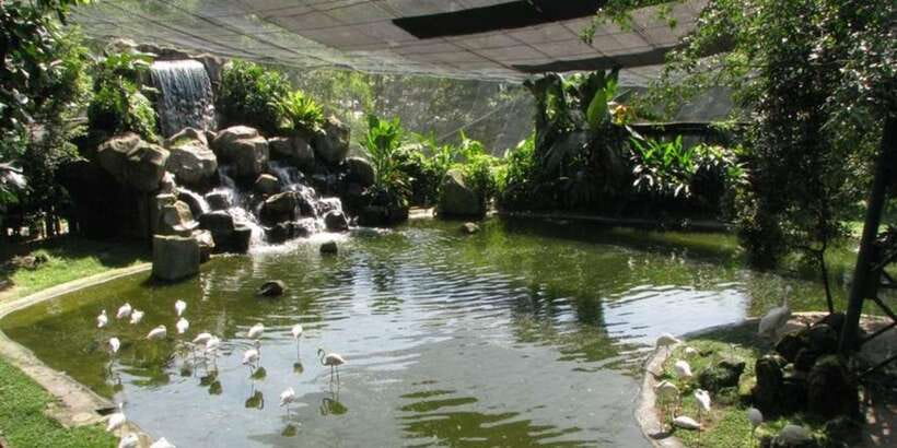 Kuala Lumpur: Bird Park, Butterfly & Garden Private Tour - Orchid and Hibiscus Garden: flowers with a national connection