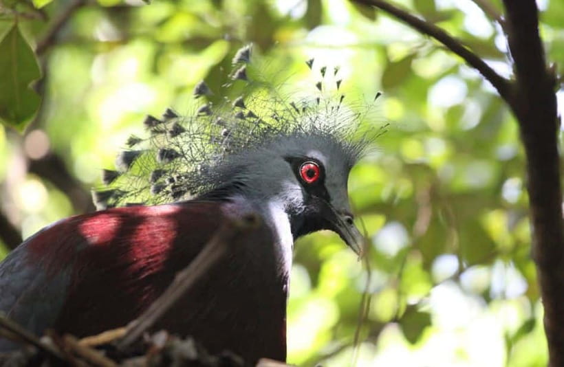 Kuala Lumpur: Bird Park, Butterfly & Garden Private Tour - The green route through Perdana Botanical Garden