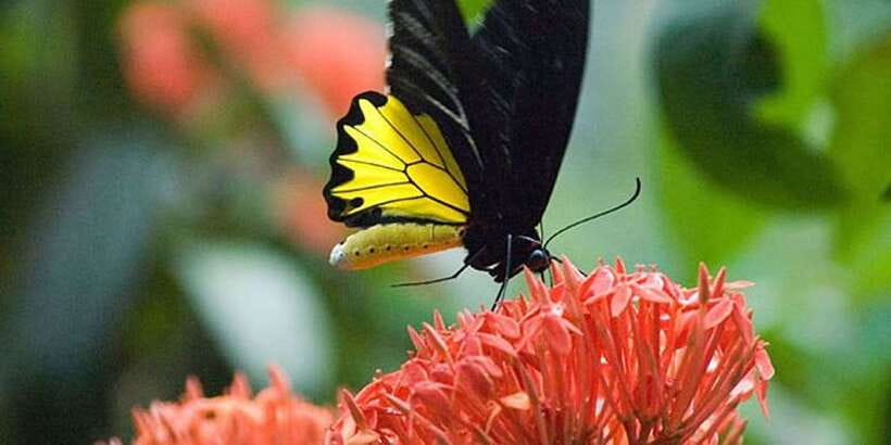 Kuala Lumpur: Bird Park, Butterfly & Garden Private Tour - What the $79 price buys you