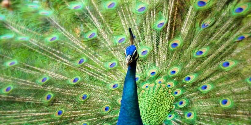 Kuala Lumpur: Bird Park, Butterfly & Garden Private Tour - Who should book this tour