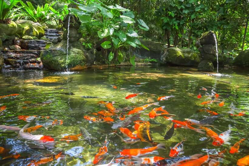 Kuala Lumpur: Bird Park Day Ticket & 1-Way Transfer - At a glance