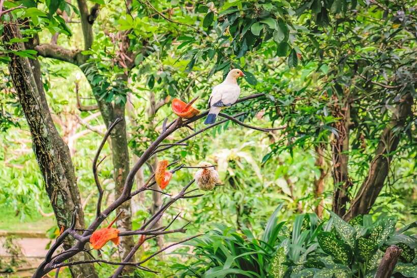 Kuala Lumpur: Bird Park Day Ticket & 1-Way Transfer - Three free-flight zones make the visit