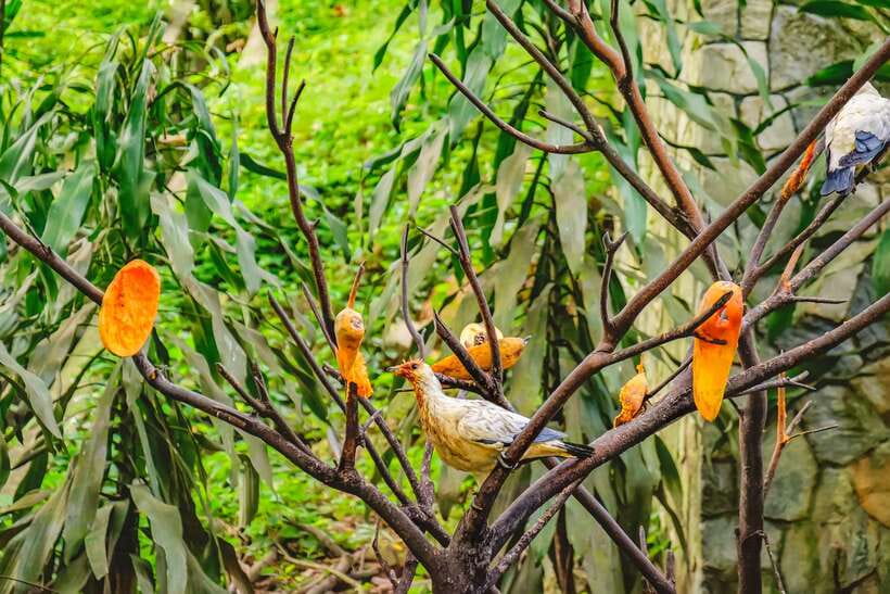 Kuala Lumpur: Bird Park Day Ticket & 1-Way Transfer - Plan around feedings and shows