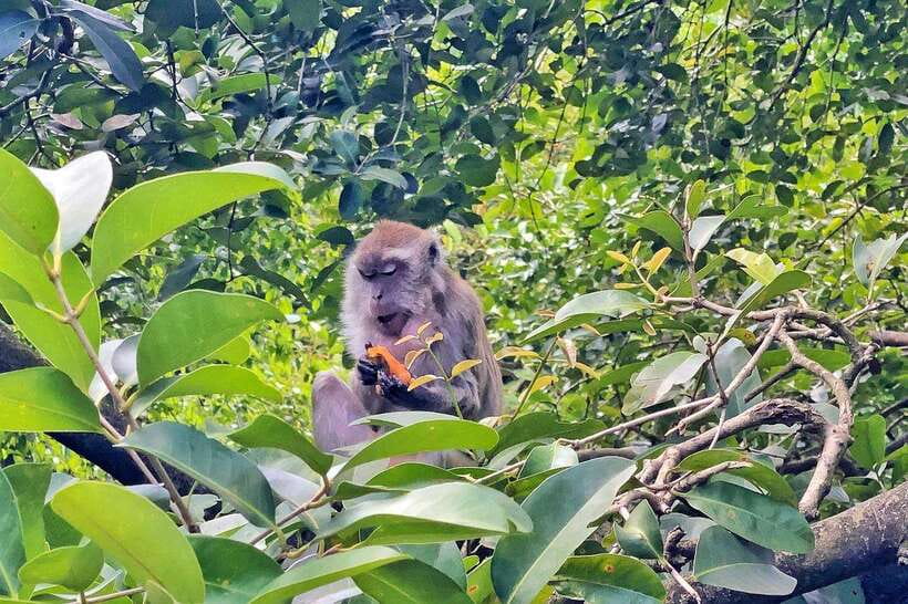 Kuala Lumpur: Bird Park Day Ticket & 1-Way Transfer - The transfer is useful, but only one way