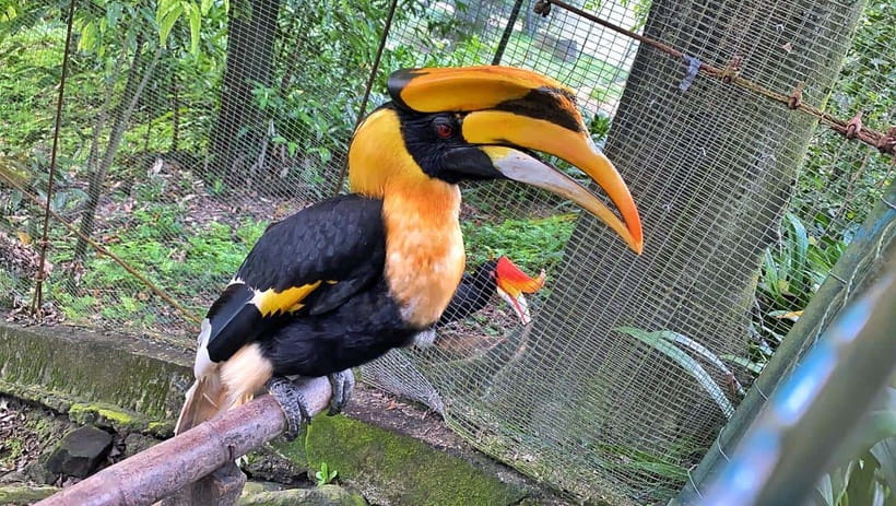 Kuala Lumpur: Bird Park Day Ticket & 1-Way Transfer - Is $30 good value?