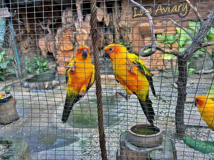 Kuala Lumpur: Bird Park Day Ticket & 1-Way Transfer - A few practical details before you go