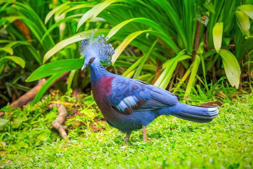 Kuala Lumpur: Bird Park Day Ticket & 1-Way Transfer - Zone 4 offers a different kind of viewing