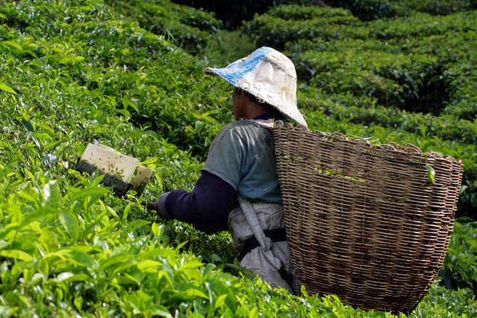 Kuala Lumpur: Cameron Highlands & Batu Caves Private Day Tour - Tea fields at Cameron Bharat