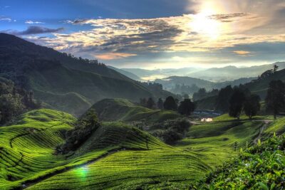 Cameron Highlands & Batu Caves Private Day Tour