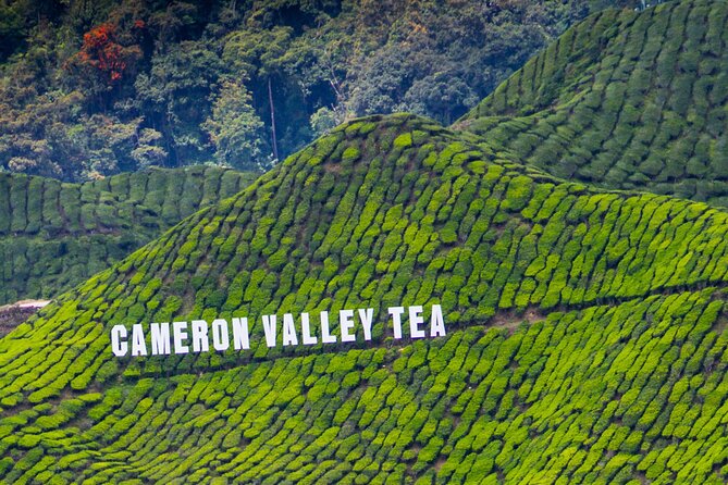 Kuala Lumpur: Cameron Highlands & Batu Caves Private Day Tour - Lunch and a pause in Tanah Rata