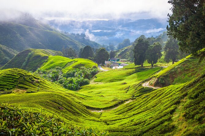 Kuala Lumpur: Cameron Highlands & Batu Caves Private Day Tour - The private guide and long road hours