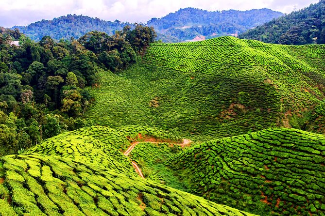 Kuala Lumpur: Cameron Highlands & Batu Caves Private Day Tour - What the price includes, and what it means