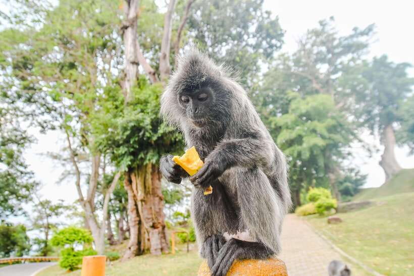 Kuala Lumpur: City Sights, Batu Caves and Fireflies Day Trip - Kuala Lumpur’s landmarks, seen in a single sweep