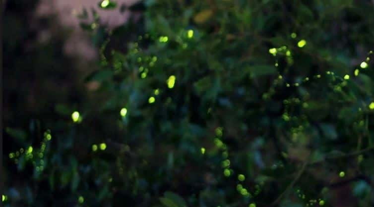 Kuala Lumpur: Fireflies & Blue Tears Tour with Seafood Meal - From Kuala Lumpur to Melawati Hill