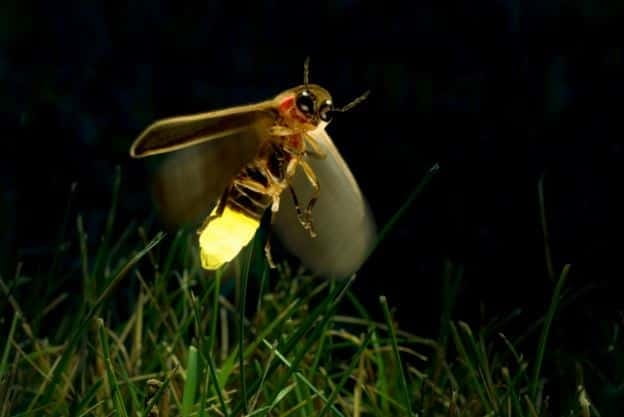 Kuala Lumpur: Fireflies & Blue Tears Tour with Seafood Meal - Fireflies along the Selangor River