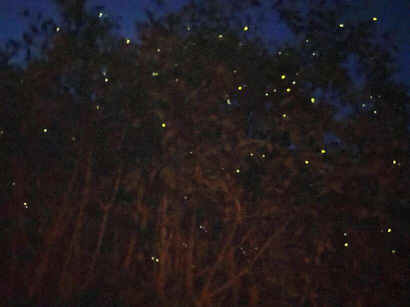 Kuala Lumpur: Kuala Selangor Fireflies and Blue Tears Tour - Kuala Selangor’s fireflies are the main event