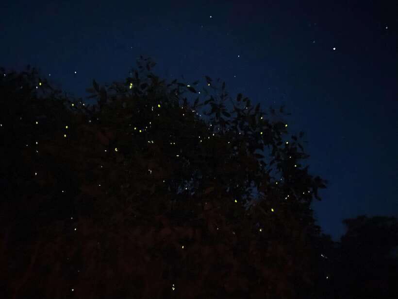 Kuala Lumpur: Kuala Selangor Fireflies and Blue Tears Tour - Kota Melawati brings history before nightfall